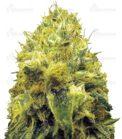 Blow Dream fem (Victory Seeds) семена конопли