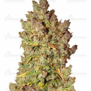 Grapefruit auto (FastBuds) семена конопли