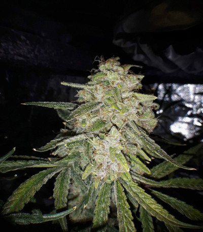 Tutankhamon (Pyramid Seeds) семена конопли — изображение 3