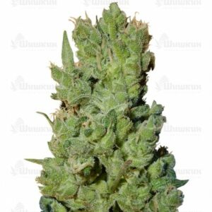 West Coast O.G. auto (FastBuds) семена конопли