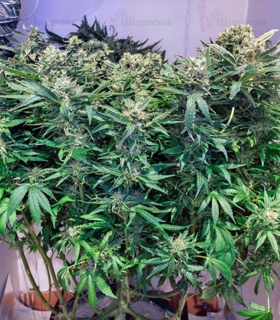 Jack Herer fem (GHS) семена конопли — изображение 3