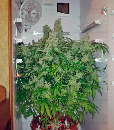 Jack Herer fem (GHS) семена конопли — изображение 4