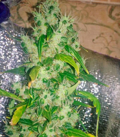 Jack Herer fem (GHS) семена конопли — изображение 5