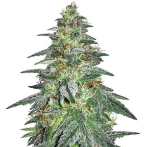 Семена сорта Bruce Banner #3 Fast fem (Original Sensible Seeds)