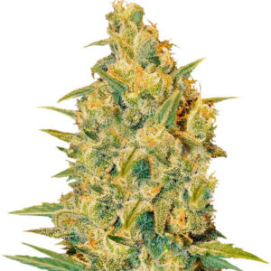 Семена сорта Critical Sensi Star (Delicious Seeds)