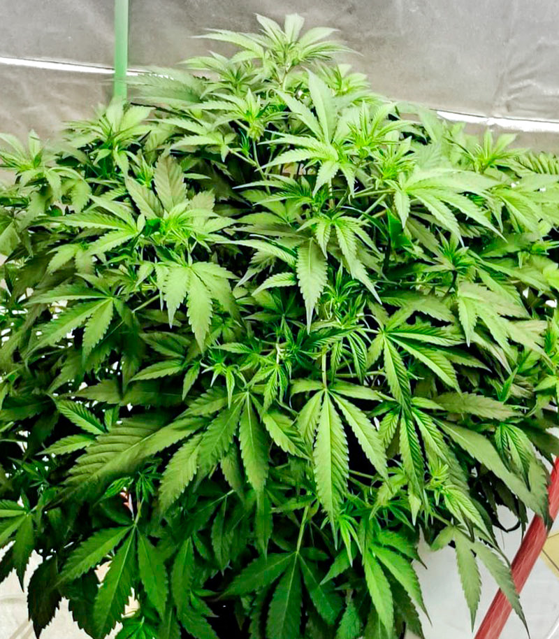 Deepforest Super Auto fem (Doctor's Choice) семена конопли — изображение 3