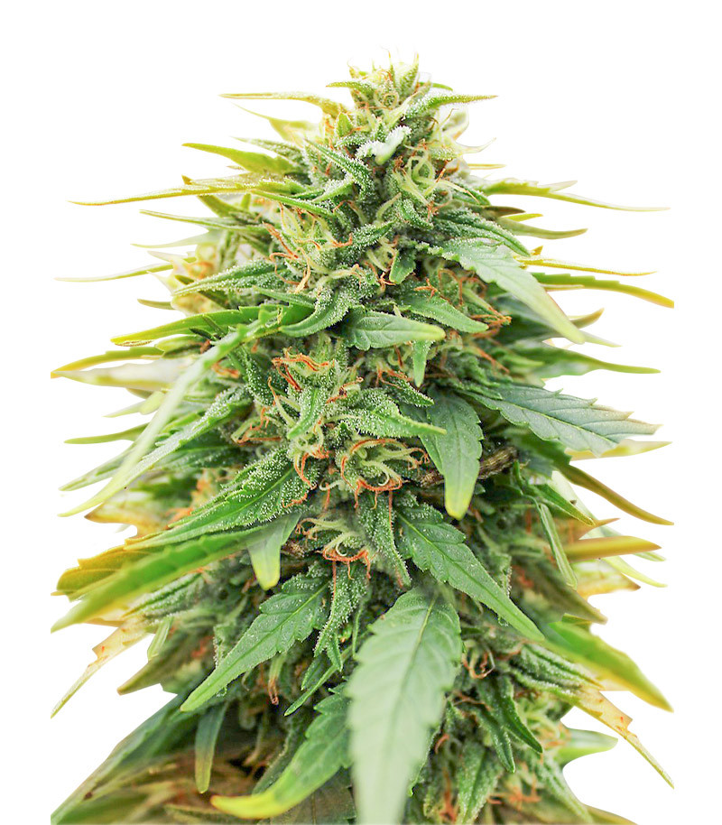 Deepforest Super Auto fem (Doctor's Choice) семена конопли