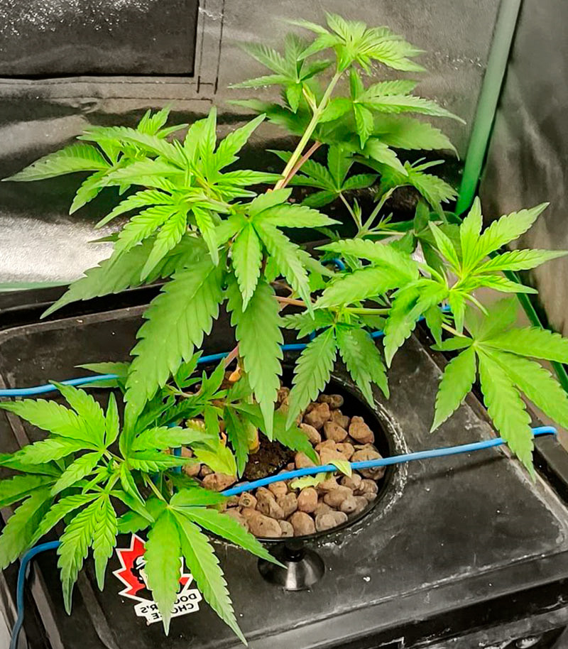 Deepforest Super Auto fem (Doctor's Choice) семена конопли — изображение 5