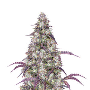 Семена сорта Lemon Pie Auto fem (FastBuds)
