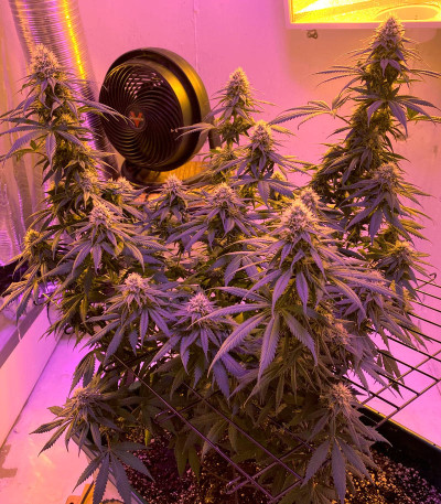 Original Cheese IBL fem (Paradise Seeds) семена конопли — изображение 4