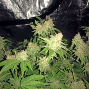 Семена сорта Snow White regular (Nirvana Seeds)