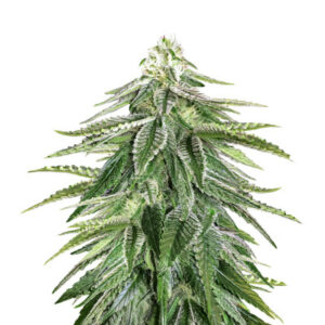 Семена сорта Zkittzy Gorilla fem (Original Sensible Seeds)