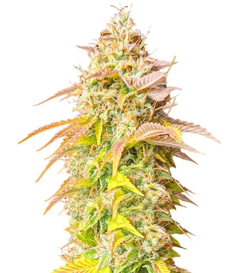 Gorilla Glue Auto fem (Barney's Farm)