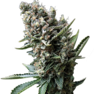 Nefertiti fem (Pyramid Seeds) семена конопли