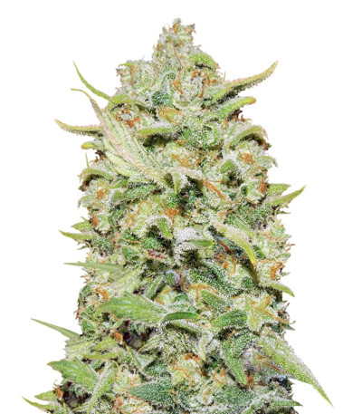 Семена сорта Peyote Critical fem (Barney's Farm)