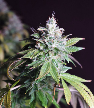 Glookies fem (Barney's Farm) — изображение 3