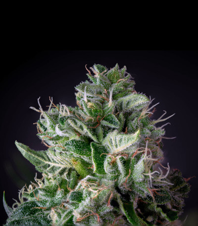 Glookies fem (Barney's Farm) — изображение 4