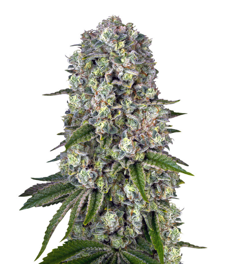 Семена сорта Tropicanna Banana fem (Barney's Farm)