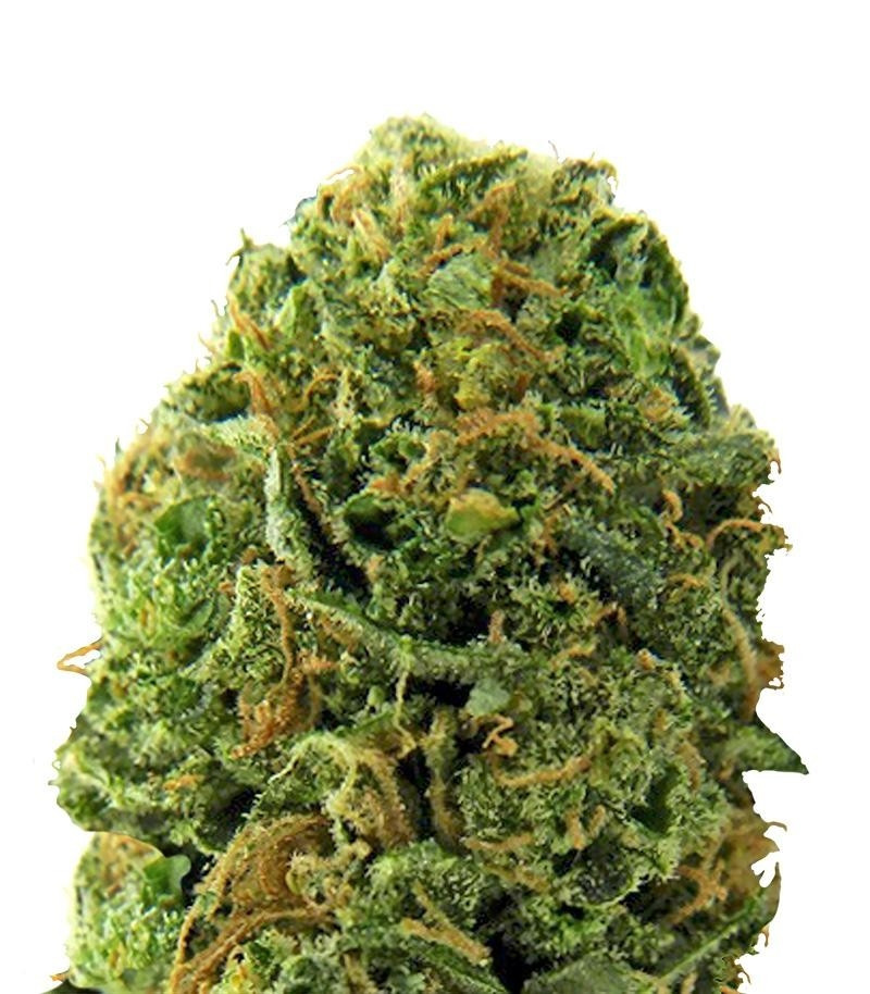 Massive Midget auto fem (Heavyweight Seeds)