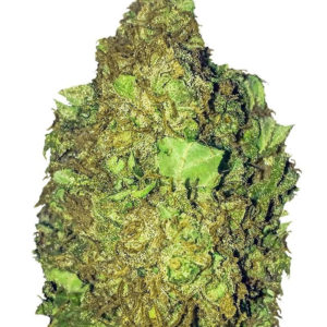 Short & Sweet Auto fem (Heavyweight Seeds)