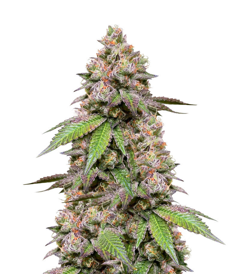 DDoS #33 fem (Herbies Seeds)