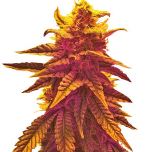 Семена сорта Mango Skunk regular (Nirvana Seeds)
