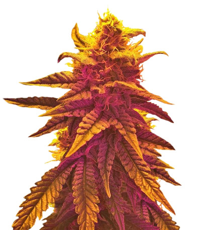 Семена сорта Mango Skunk regular (Nirvana Seeds)