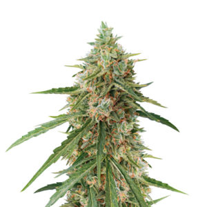 Семена сорта Auto Lennon fem (Pyramid Seeds)
