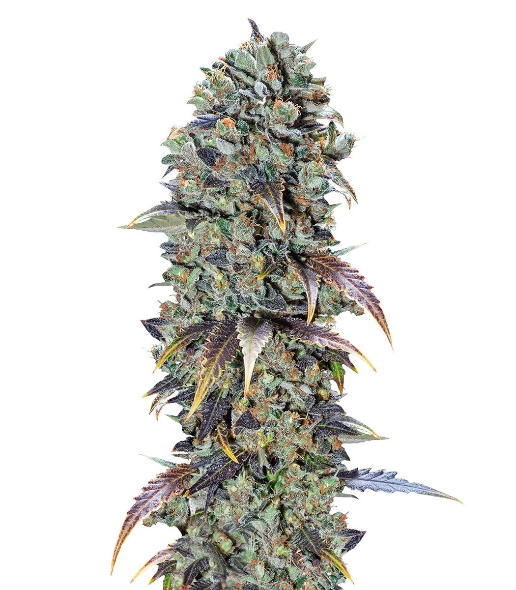 Семена сорта Chocolate Cream fem (00 Seeds)