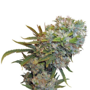 Семена сорта Cream 47 fem (Sweet Seeds)