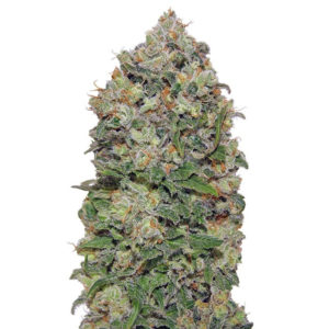 Семена сорта Northern Lights fem (00 seeds)