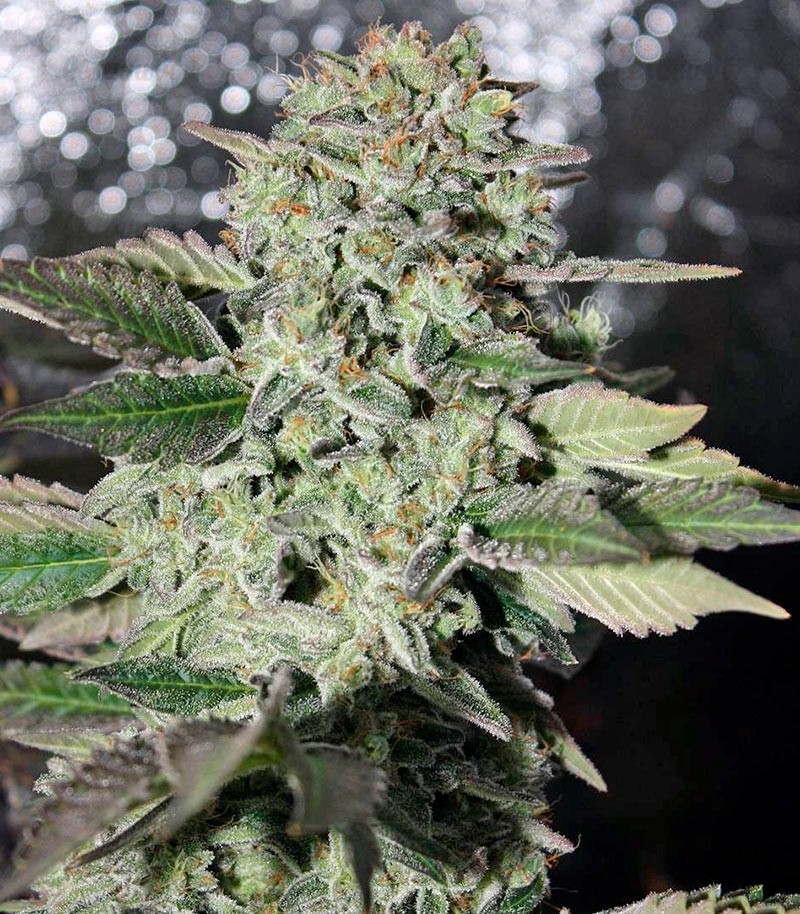 Семена сорта Dutch Kush fem (Paradise Seeds) — изображение 3