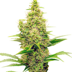 Семена сорта Monster Pebbles fem (Monster Genetics)