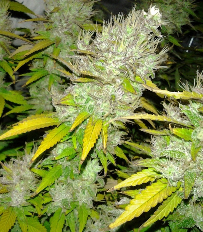 Royal Creamatic auto fem (RQS) семена конопли — изображение 4
