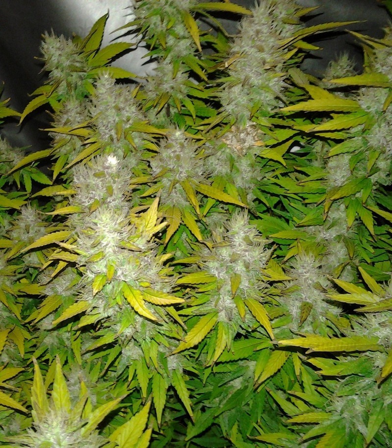 Royal Creamatic auto fem (RQS) семена конопли — изображение 3