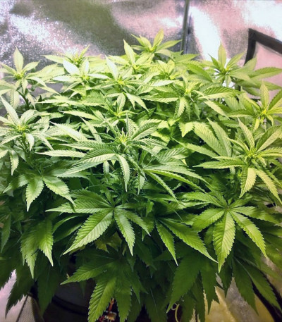 Belladonna fem (Paradise Seeds) семена конопли — изображение 4