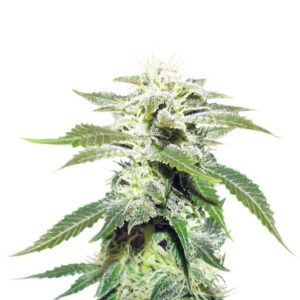 Семена сорта Original White Widow (IBL) fem (Paradise Seeds)