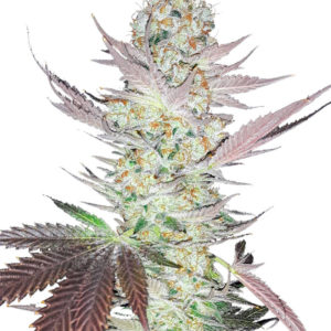 Семена сорта Jealousy fem (7CH American)