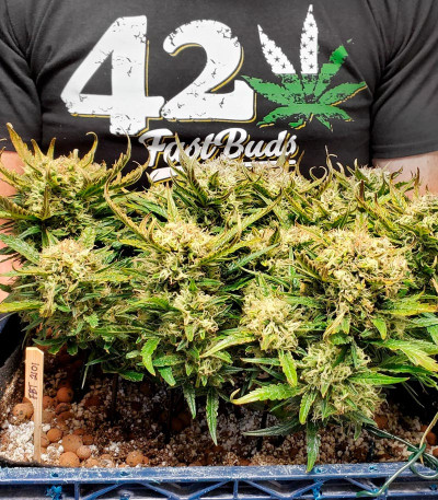 Bruce Banner Auto fem (FastBuds) семена конопли — изображение 5