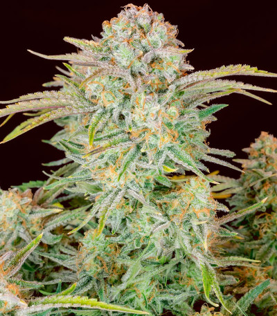 Bruce Banner Auto fem (FastBuds) семена конопли — изображение 6