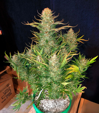 Bruce Banner Auto fem (FastBuds) семена конопли — изображение 7