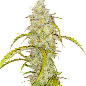 Black Herer Autoflower fem (Easy Grow Seeds) семена конопли