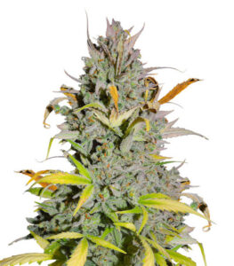 Crystal WW Autoflower fem (Easy Grow Seeds) семена конопли