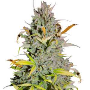 Crystal WW Autoflower fem (Easy Grow Seeds) семена конопли