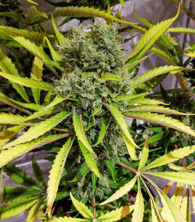 Chocolate Wafflez fem (Paradise Seeds) семена конопли — изображение 4
