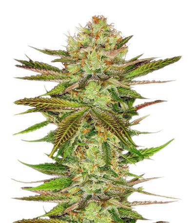 Chocolate Wafflez fem (Paradise Seeds) семена конопли