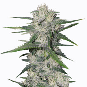 Семена сорта Gorilla Glue Auto (FastBuds)