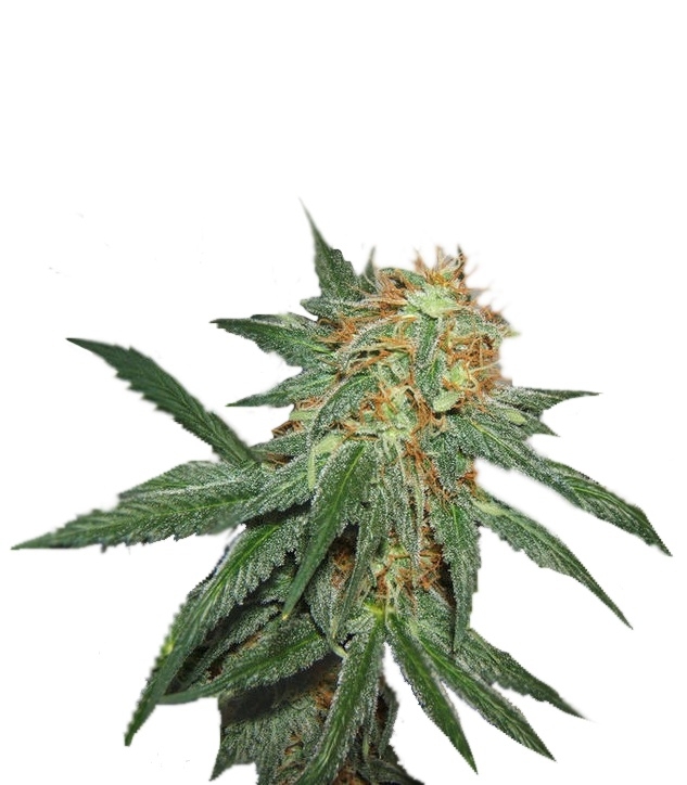 Great White Shark fem (GHS) семена конопли