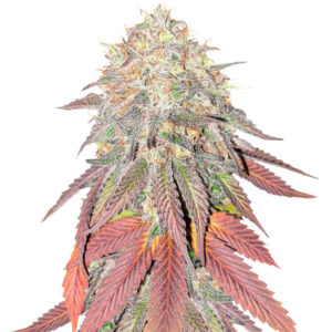 King's Juice fem (GHS) семена конопли