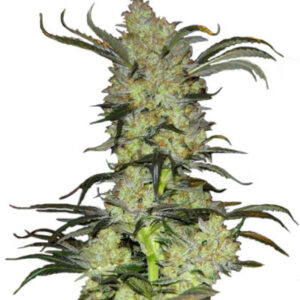 King’s Kush fem (GHS) семена конопли